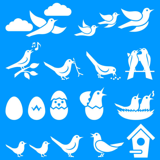 ptaki na niebieskim tle lato - birds nest animal nest animal egg blue stock illustrations