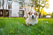 Running Pembroke welsh corgi puppy