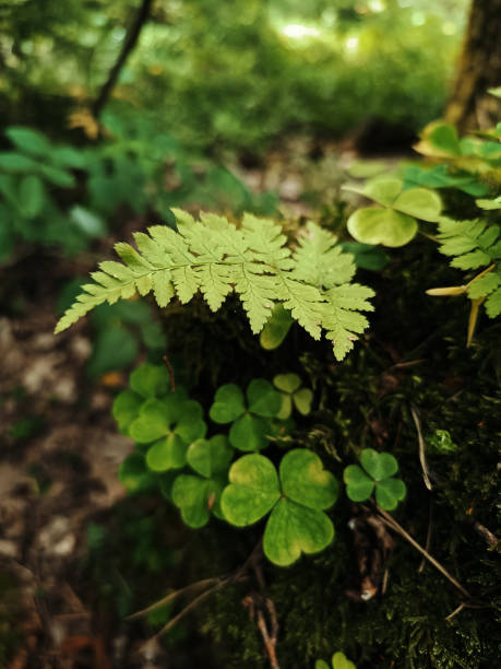 istock Fairy stump with small fern, clover leaves. 1659749306