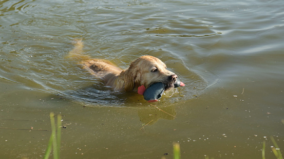 Dogs play in the water.