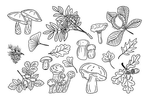 Big set of hand drawn doodle autumn leaves and mushrooms. Black sketch elements on white background. Different types of fungus and forest leaves and berries. Good for coloring pages, stickers, tatoo.