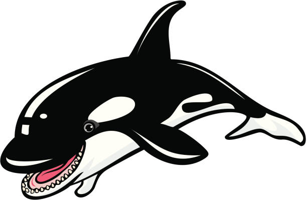 ilustraciones, imágenes clip art, dibujos animados e iconos de stock de criaturas al mar, orca - black bass illustrations