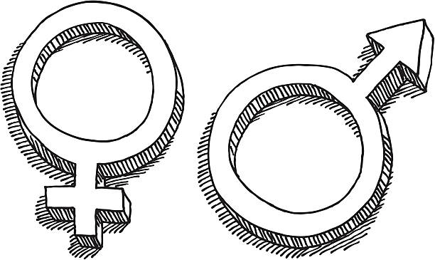 Female Male Gender Symbol Drawing Hand-drawn vector drawing of the symbols for female and male gender. Black-and-White sketch on a transparent background (.eps-file). Included files: EPS (v8) and Hi-Res JPG. gender symbol stock illustrations