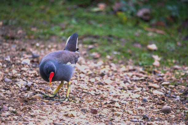 Common moorhen - New Forest - Wildlife