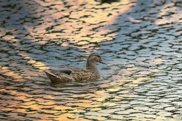 Wild duck swimming on the lake - sky reflection