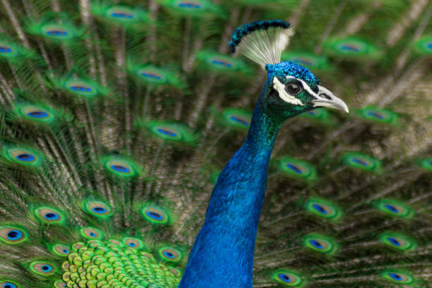 istock Protrait of a peacock 1659757274