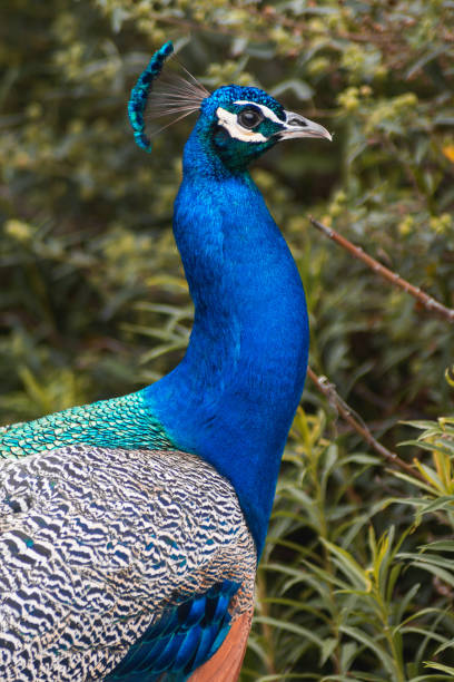 istock Protrait of a peacock 1659757656