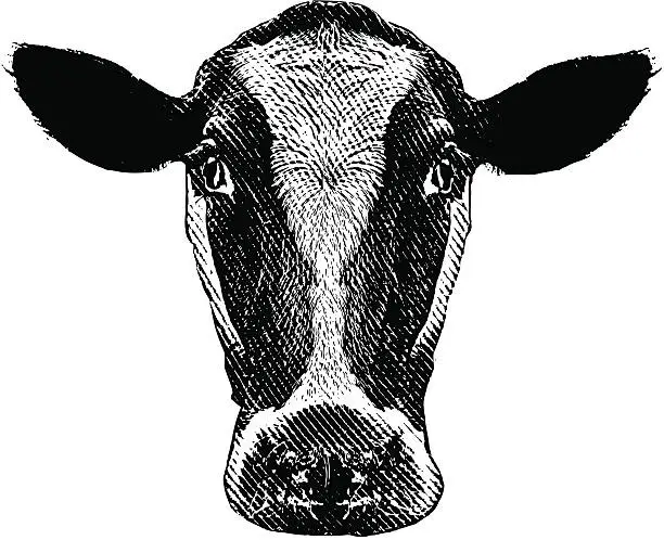 Vector illustration of Cow Head