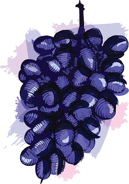 winogrona - red grape illustrations stock illustrations