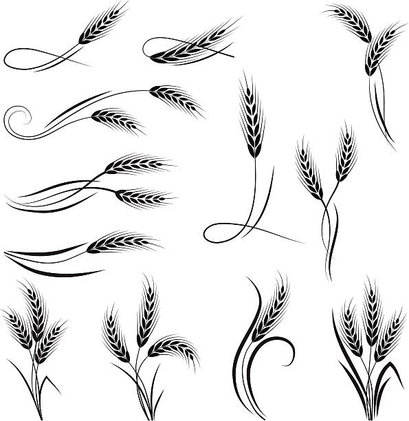 小麦のオーナメント - whole wheat点のイラスト素材／クリップアート素材／マンガ素材／アイコ�ン素材