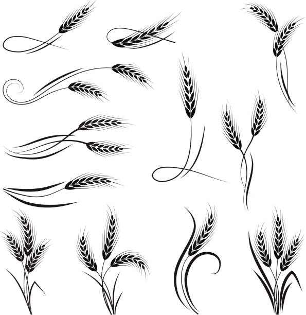 위트 장식 - wheat cereal plant agriculture whole wheat stock illustrations