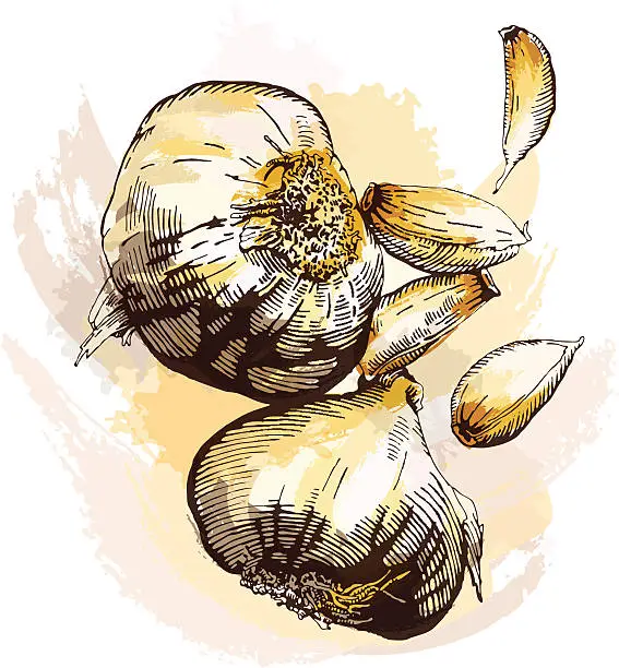 Vector illustration of Garlic