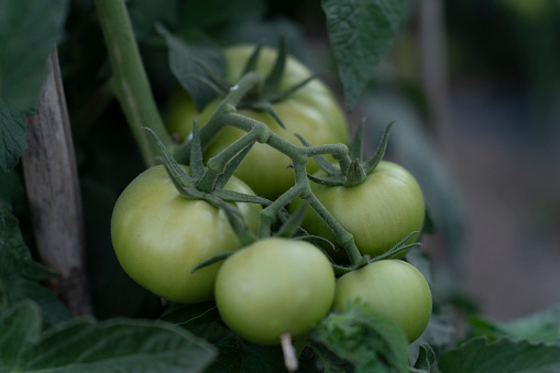 Red ripe tomatoes growing in a greenhouse. Ripe and unripe tomatoes in the background.