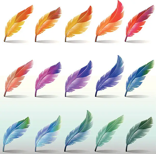 Vector illustration of Feathers Colour