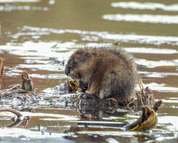 istock Muskrat (Ondatra zibethicus) Semiaquatic Rodent 1659768646