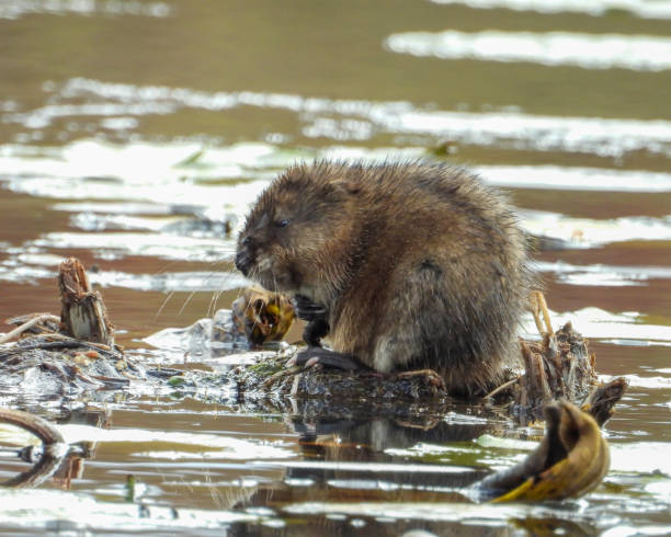 istock Muskrat (Ondatra zibethicus) Semiaquatic Rodent 1659768653