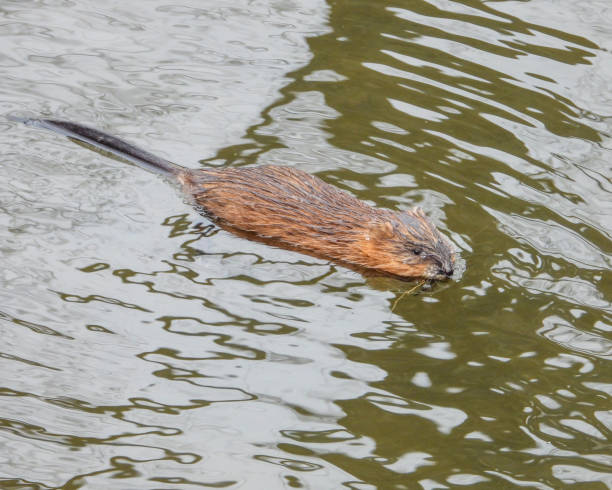 istock Muskrat (Ondatra zibethicus) Semiaquatic Rodent 1659769579