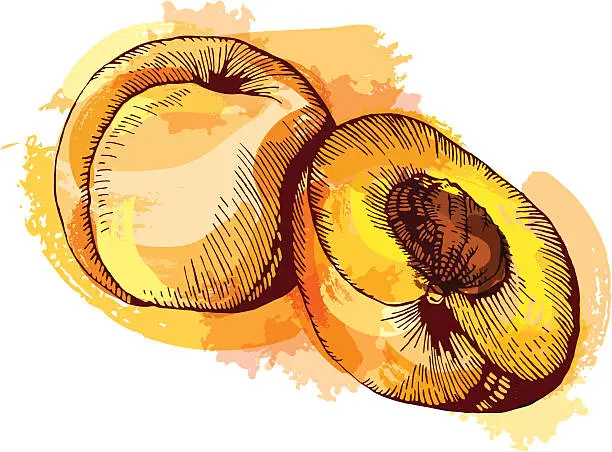 Vector illustration of Apricots