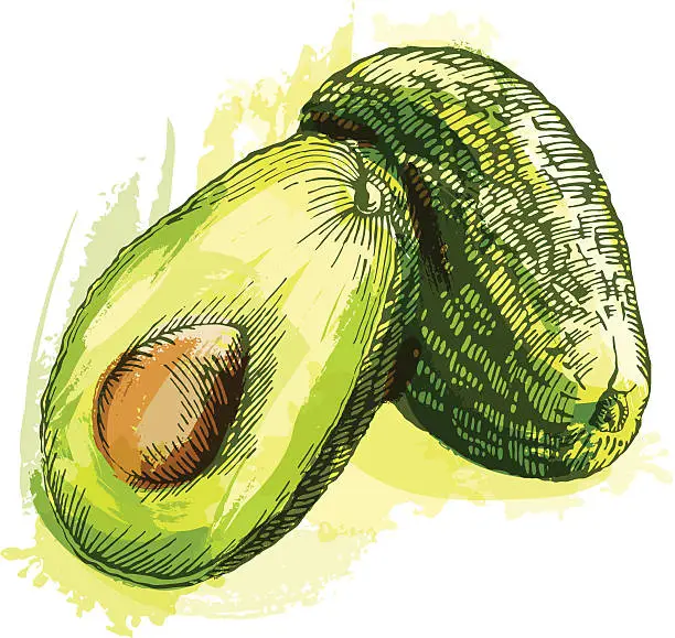 Vector illustration of Avocado