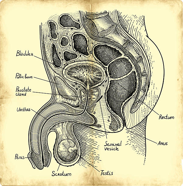 ilustrações de stock, clip art, desenhos animados e ícones de glândula prostática - erectile dysfunction
