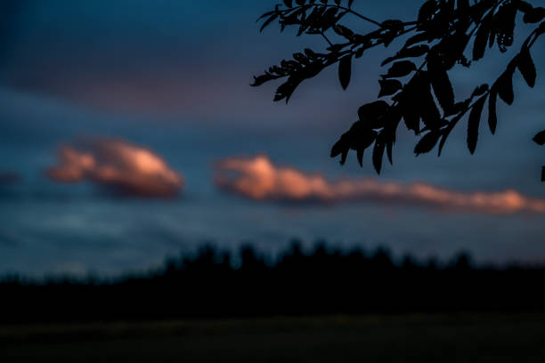 Beautiful sunset with the forest in silhouette