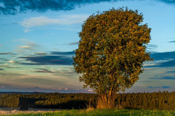 Tree alone in field with sunset near Ottenschlag town in Austria summer evening
