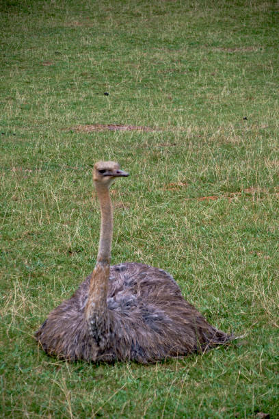 une autruche solitaire assise dans un pré - ostrich solitude loneliness walking photos et images de collection