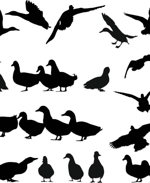 goose silhouette Goose silhouette. duck bird illustrations stock illustrations