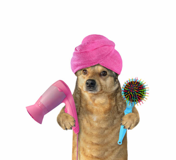 istock Dog after bath holds hair dryer and comb 1659787905