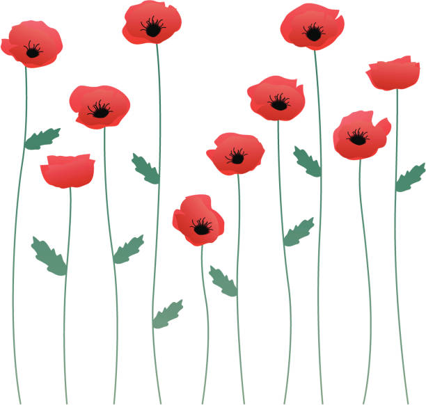 ilustrações de stock, clip art, desenhos animados e ícones de papoila pistas - field poppy single flower flower