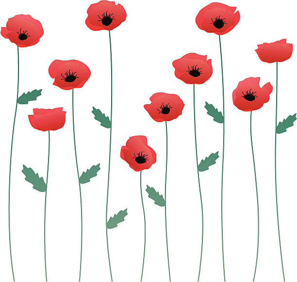 мак вытекает - field poppy single flower flower stock illustrations