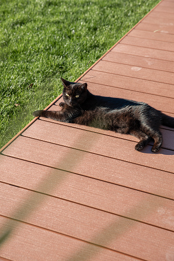 Black cat relaxing in the sun lying on wood patio