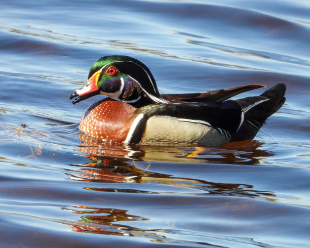 istock Wood Duck (Aix sponsa) North American Waterfowl 1659799053