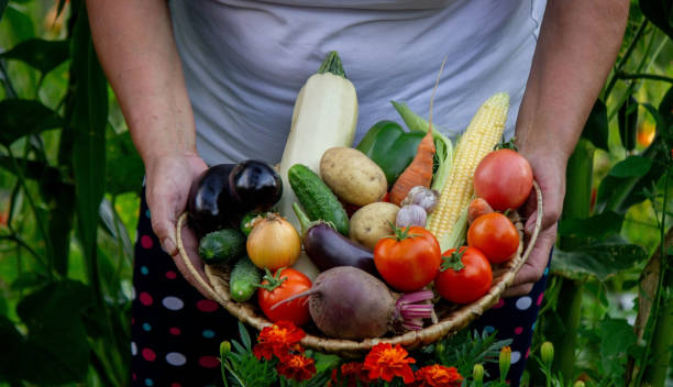 istock a woman farmer holds a basket with vegetables in her hands. Selective focus 1659799627