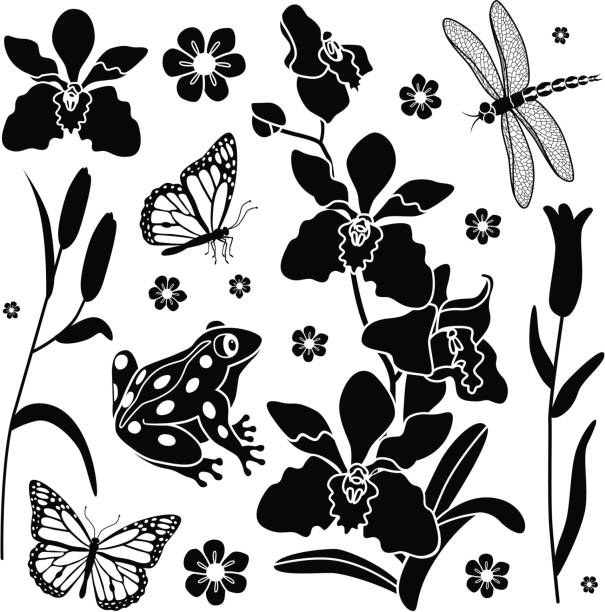 orchid design elements Vector design elements featuring orchids and forest creatures. cartoon of a frog black and white stock illustrations