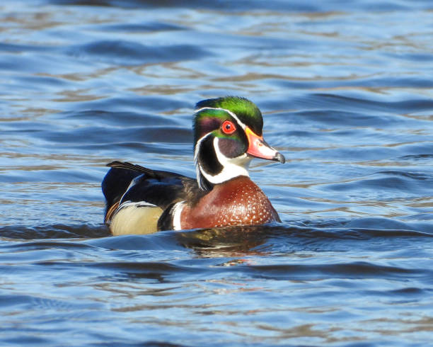 istock Wood Duck (Aix sponsa) North American Waterfowl 1659800691