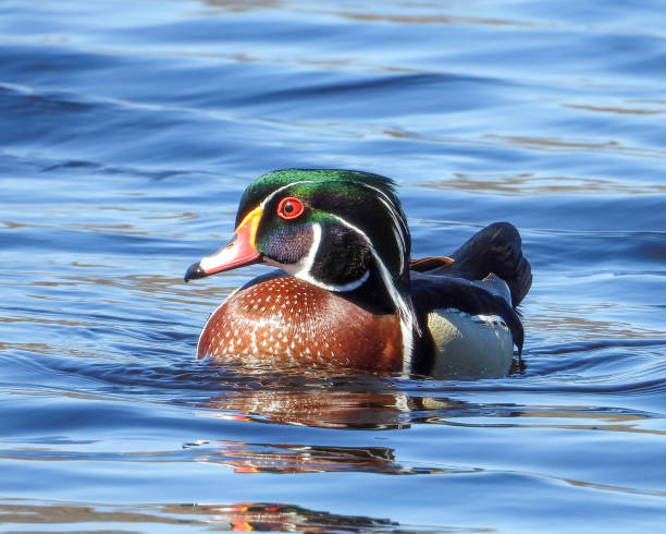 istock Wood Duck (Aix sponsa) North American Waterfowl 1659800692