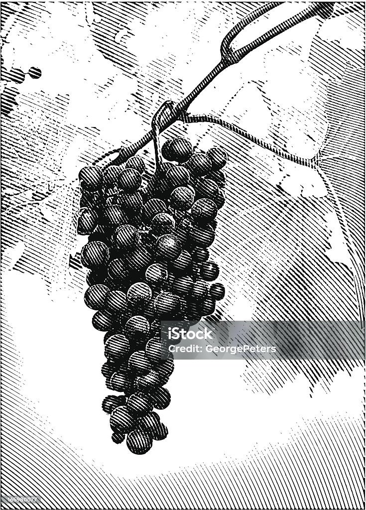 Winnica winogron - Grafika wektorowa royalty-free (Winogrono)