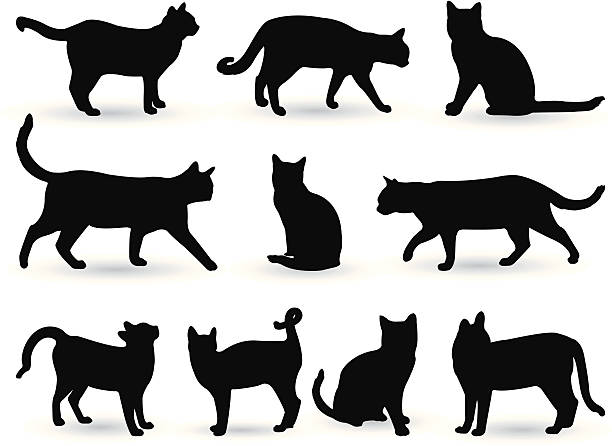 ilustraciones, imágenes clip art, dibujos animados e iconos de stock de los gatos - cuerpo de animal