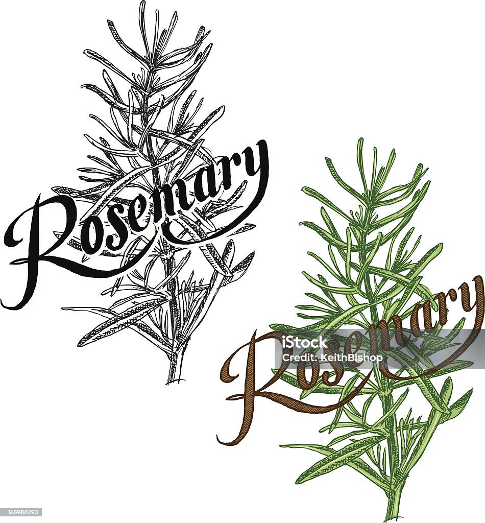 Rosemary planta-Herb con texto - arte vectorial de Romero libre de derechos