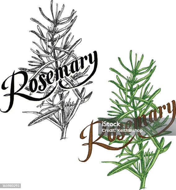 Ilustración de Rosemary Plantaherb Con Texto y más Vectores Libres de Derechos de Romero - Romero, Vector, Alimento