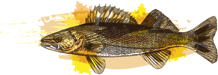 Grunge style walleye, fresh water fish - vector illustration