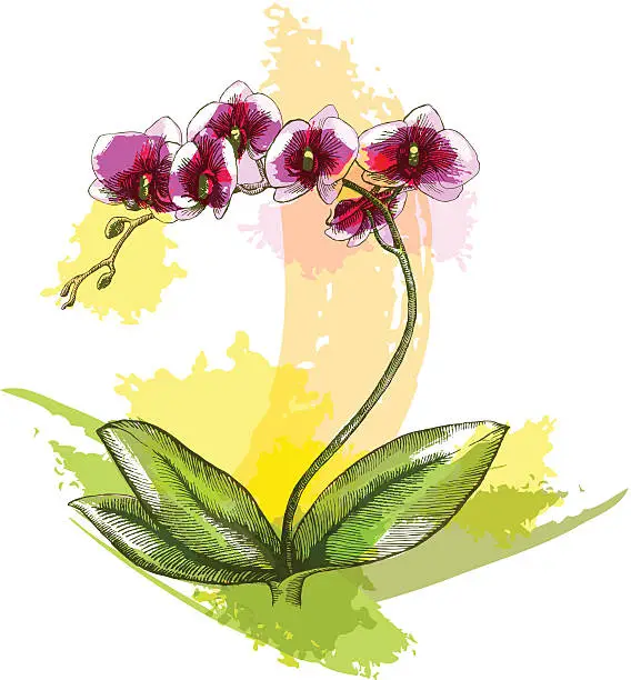 Vector illustration of Orchid