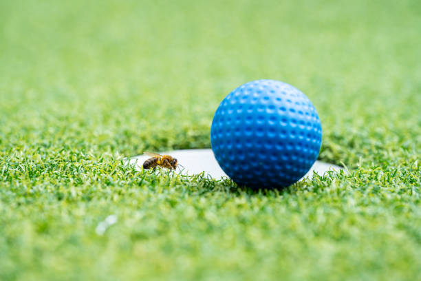 istock Bee balancing on the hole of a golf course.. 1659808016