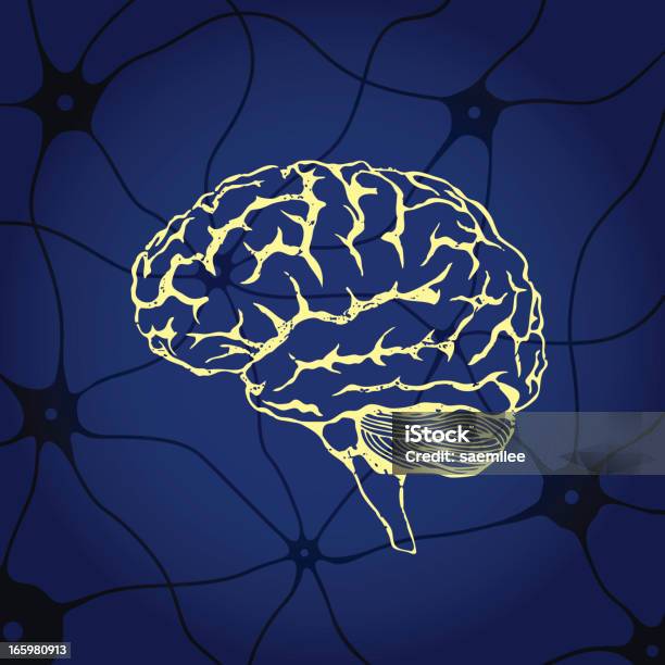 Ilustración de Cerebro y más Vectores Libres de Derechos de Dibujo al lápiz - Dibujo al lápiz, Anatomía, Aprender