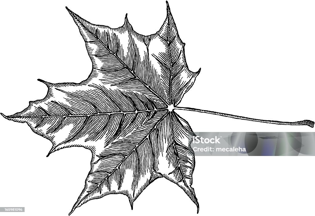 Maple Leaf - Lizenzfrei Ahorn Vektorgrafik