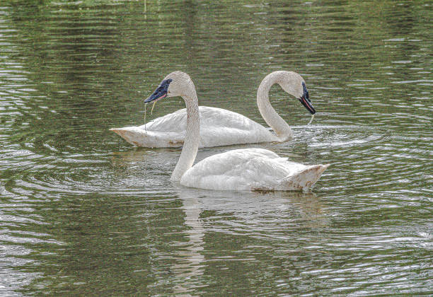 istock Two swans swim symmetrically 1659811927