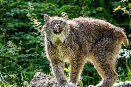 Lynx licking its lips in a meadow