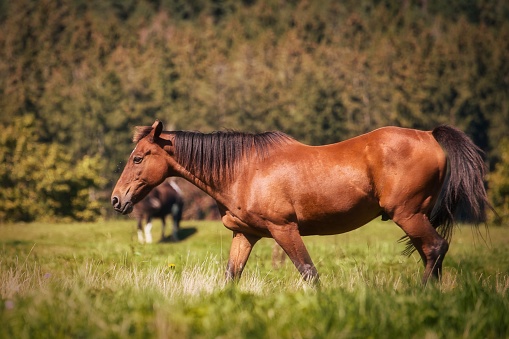 Horses in Thuringia