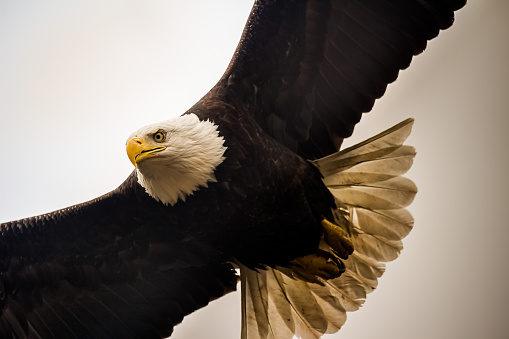 Close up of a swooping bald eagle in Alaska